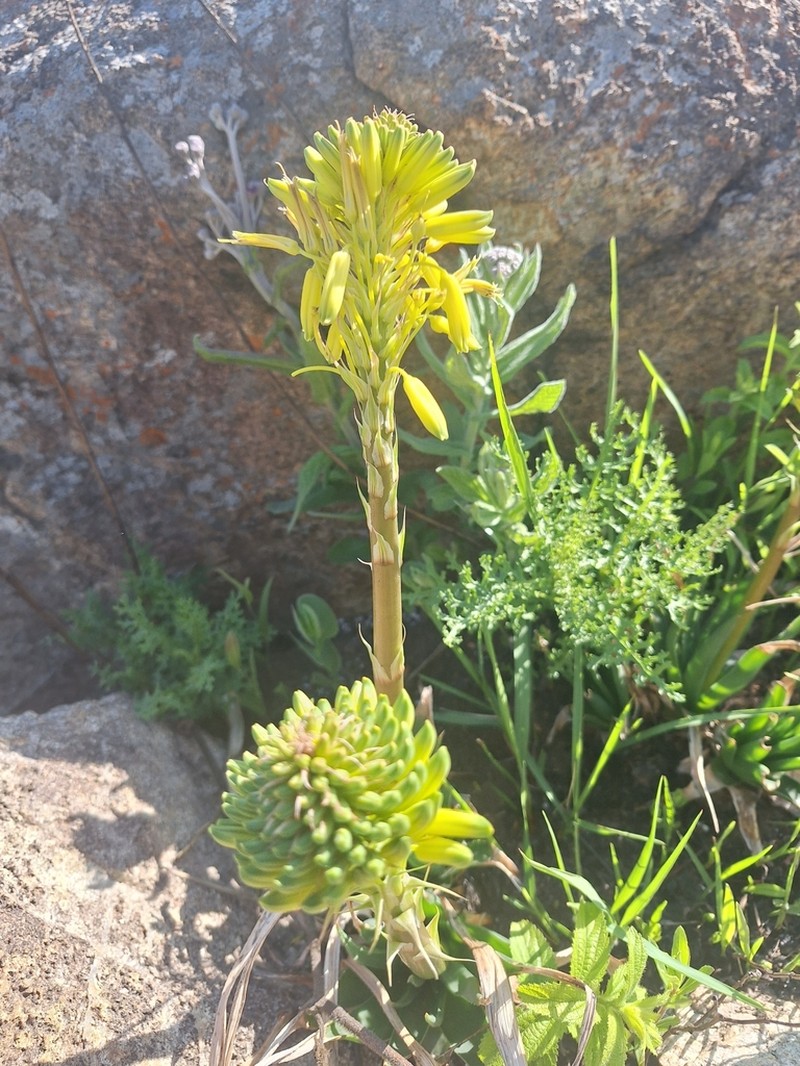 Aloe integra photo 2
