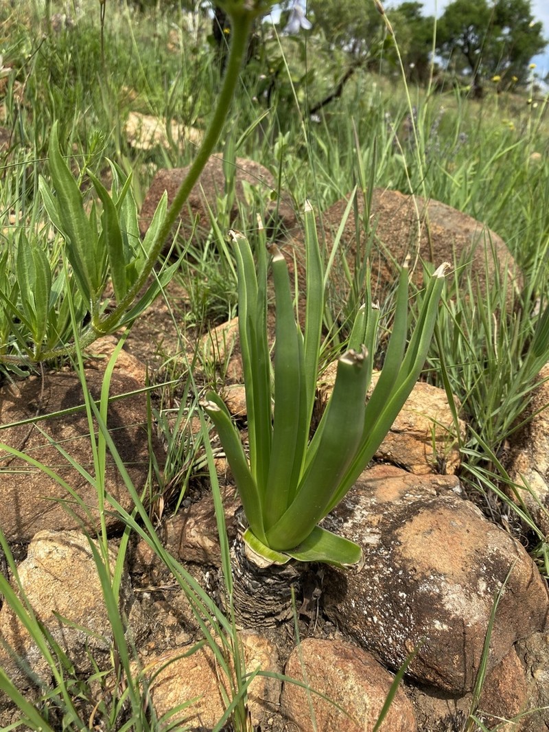 Aloe integra photo 3