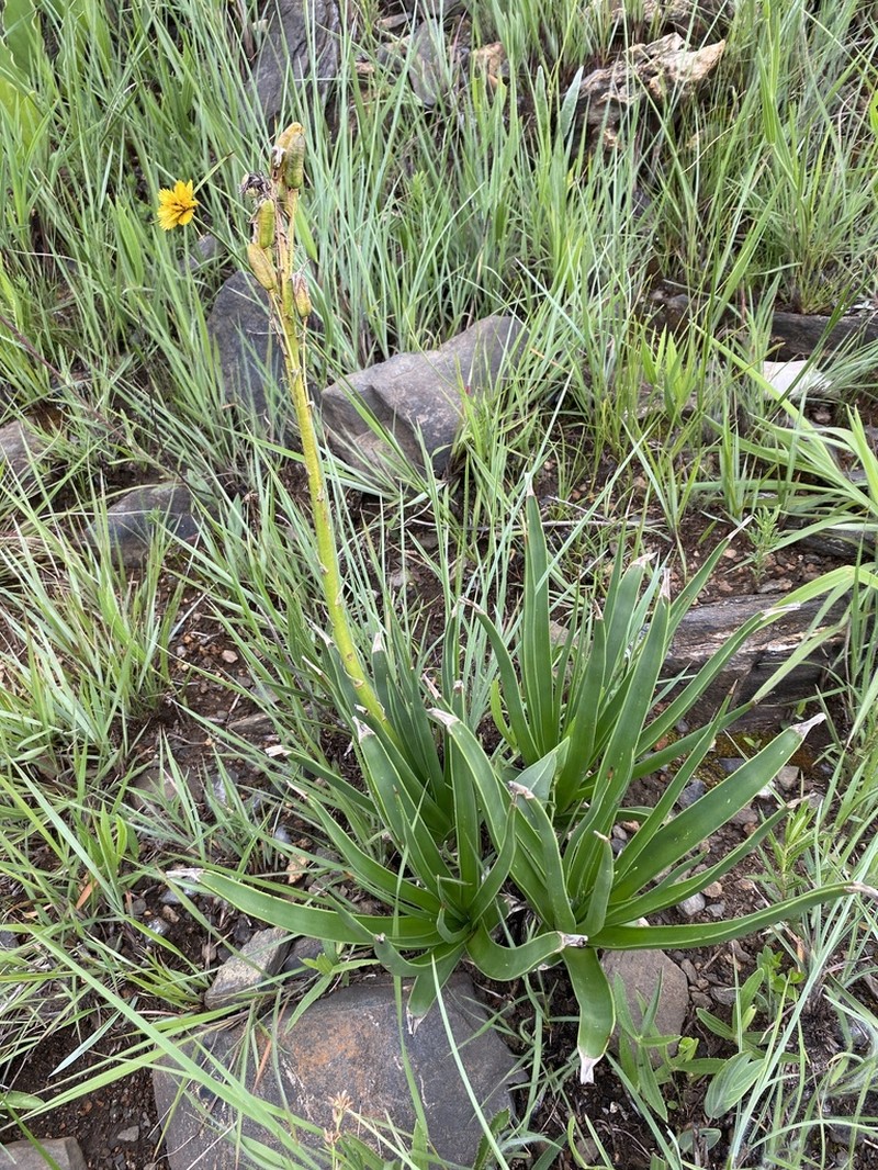 Aloe integra photo 5