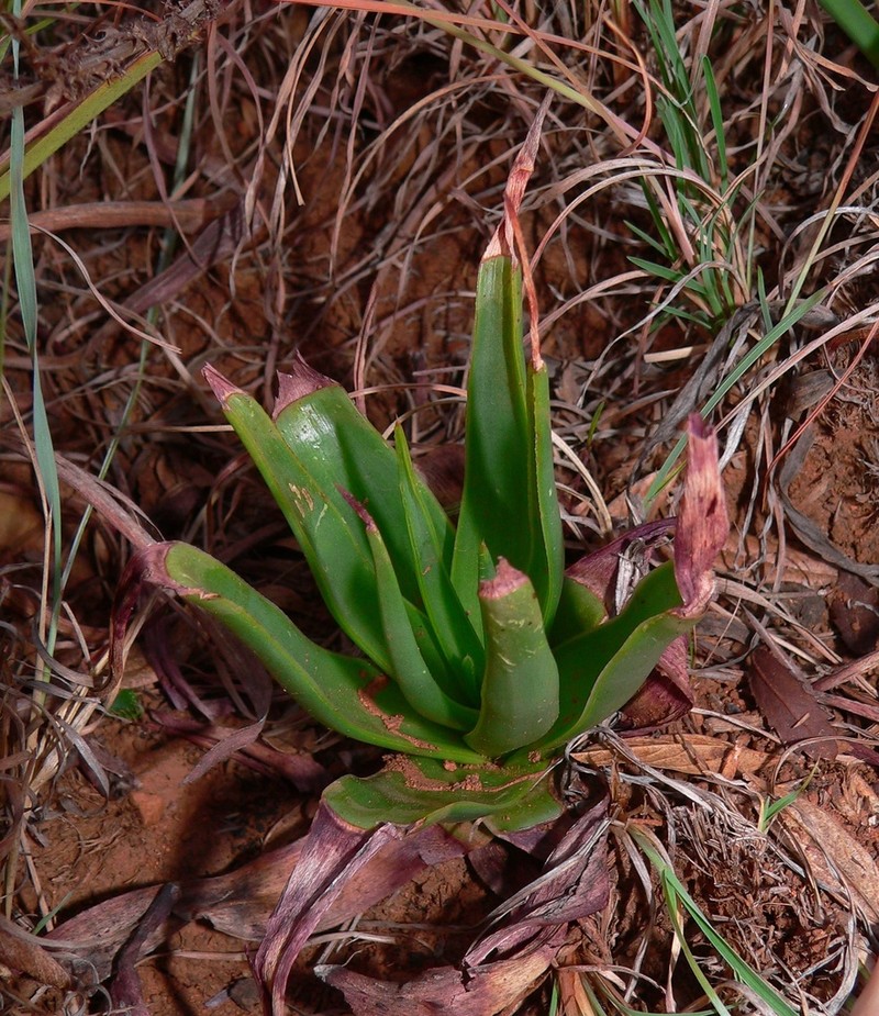 Aloe integra photo 6