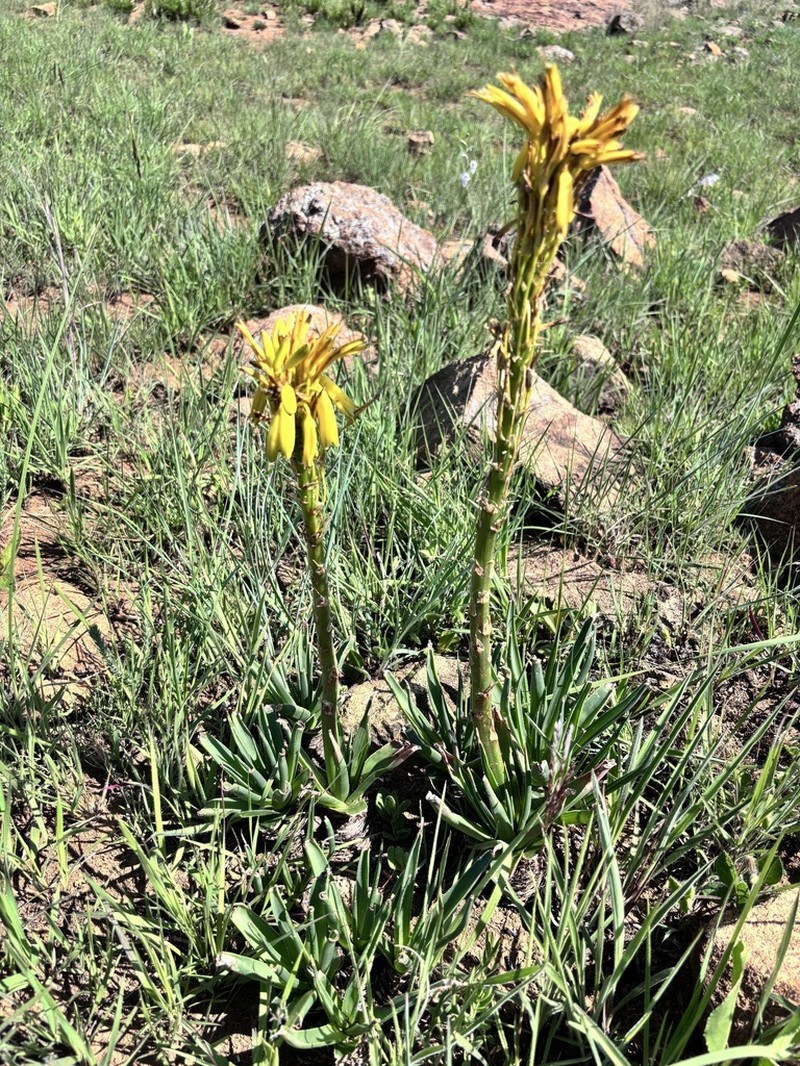 Aloe integra photo 7