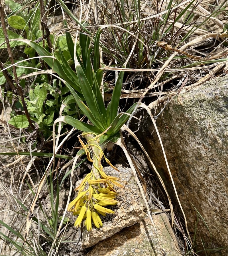 Aloe integra photo 8