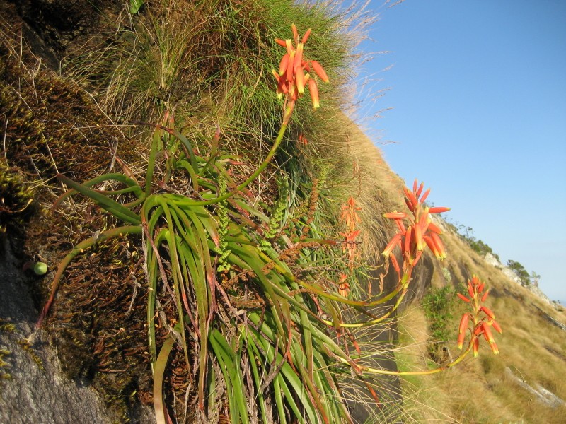 Aloe inyangensis