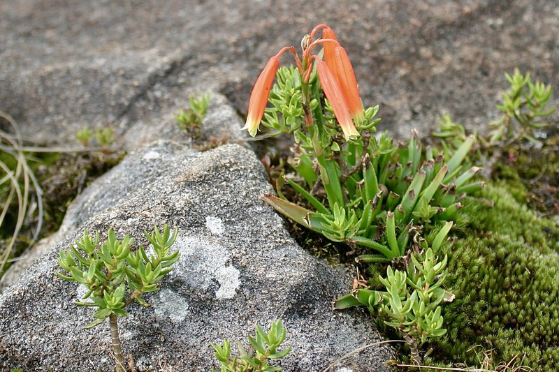 Aloe inyangensis photo 2