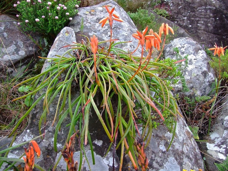 Aloe inyangensis photo 3