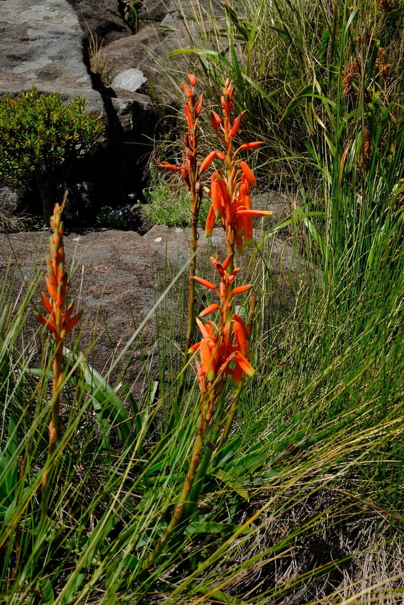 Aloe inyangensis photo 5