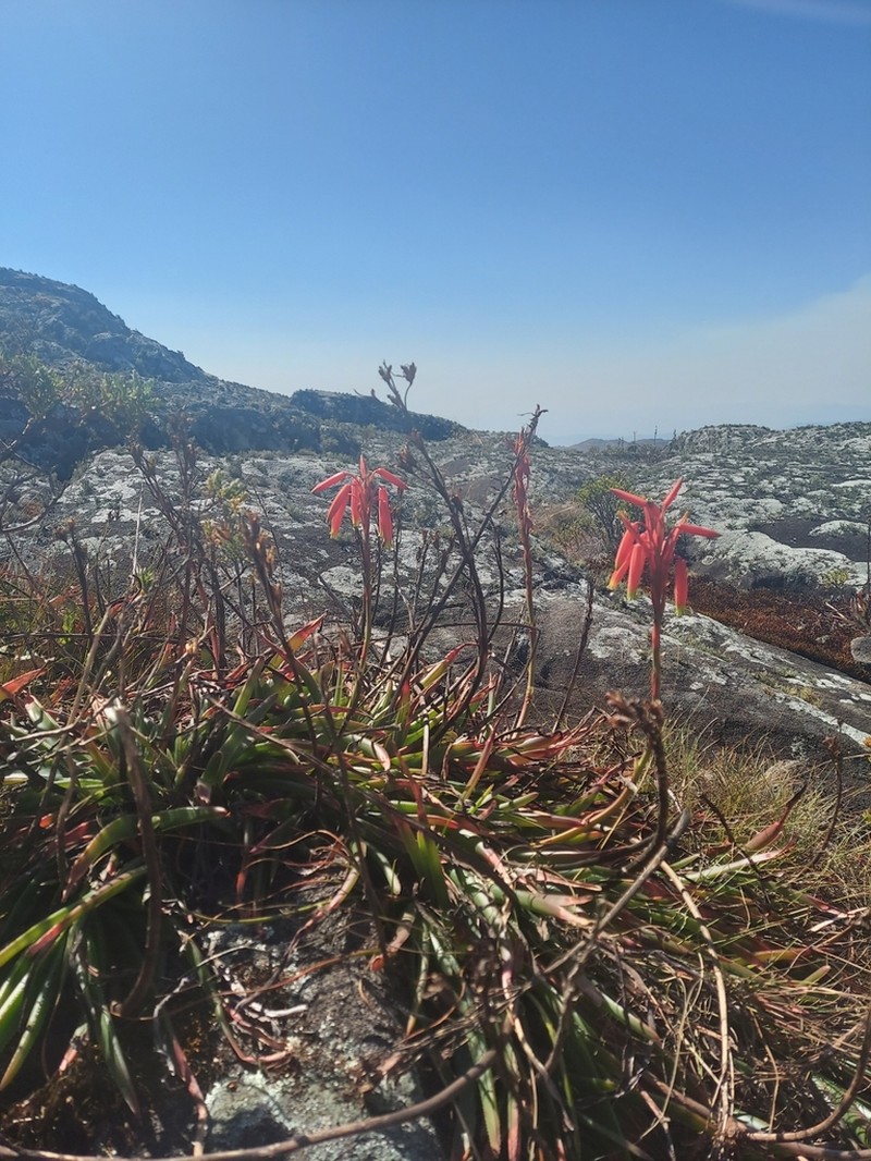 Aloe inyangensis photo 6