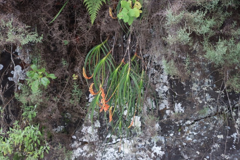 Aloe inyangensis photo 8