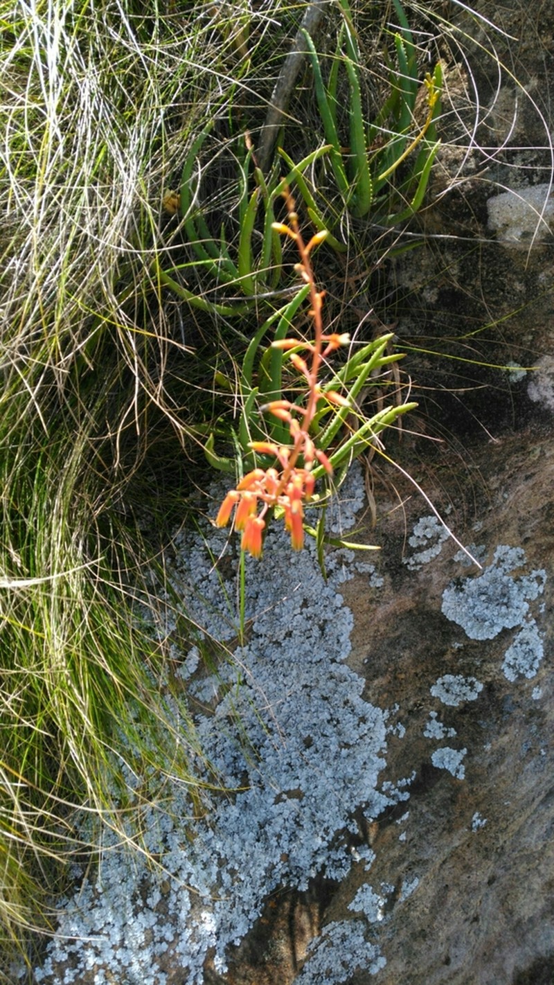Aloe isaloensis