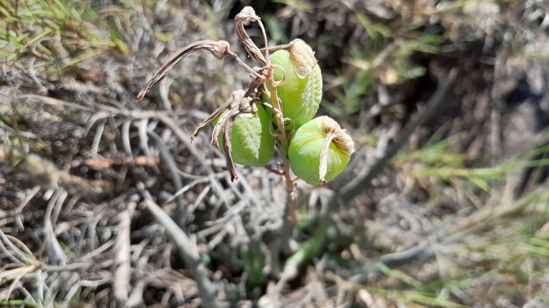 Aloe isaloensis photo 2