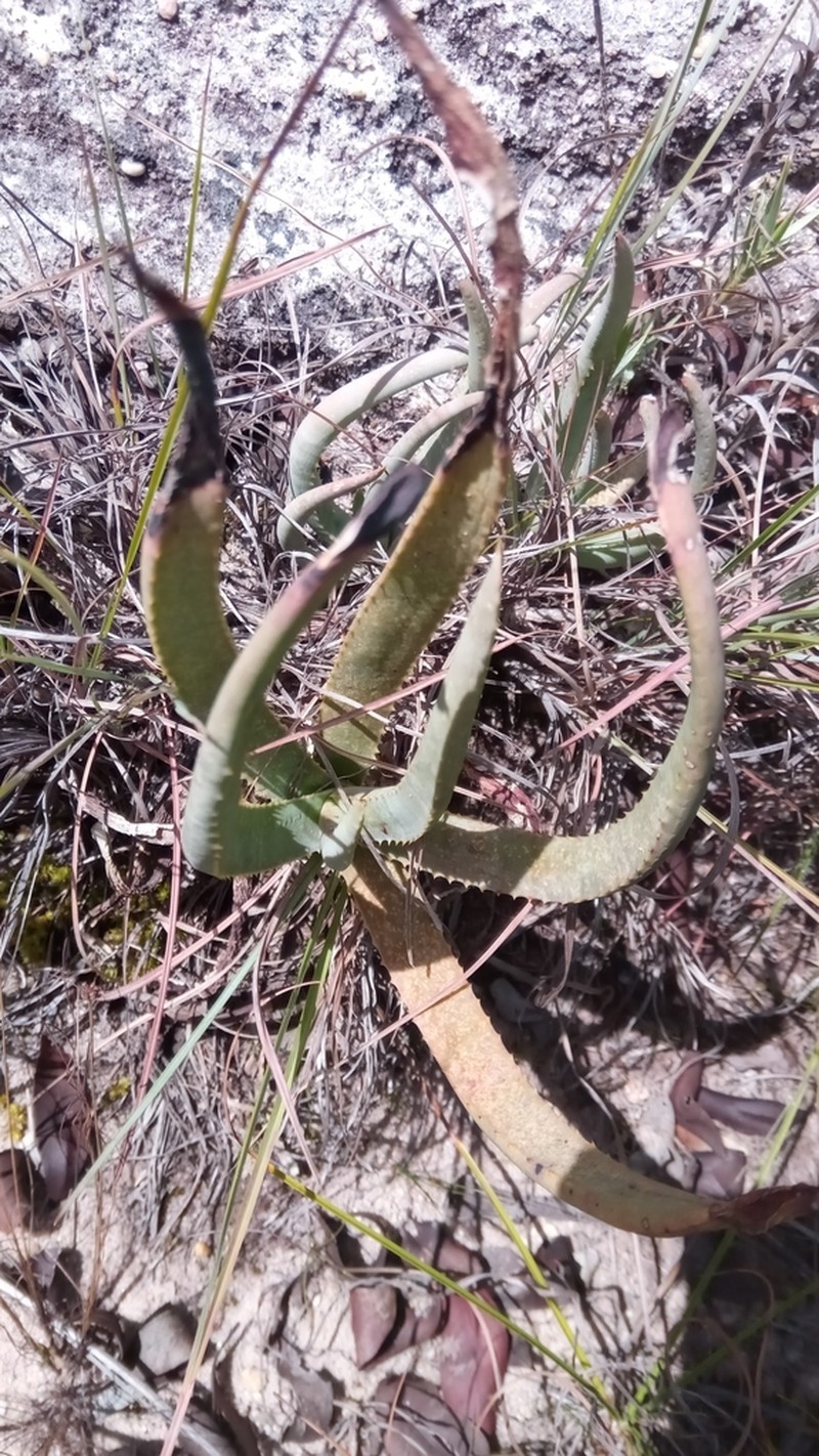 Aloe isaloensis photo 3