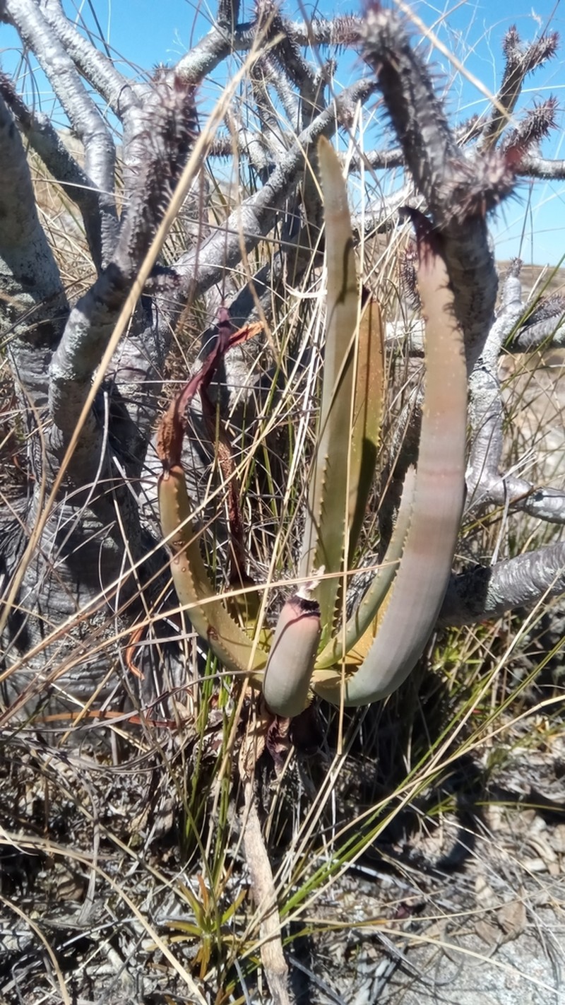 Aloe isaloensis photo 4