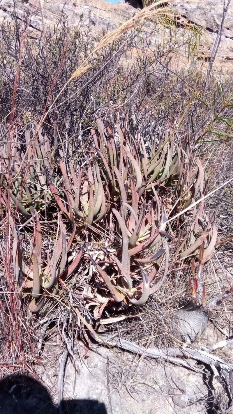 Aloe isaloensis photo 5