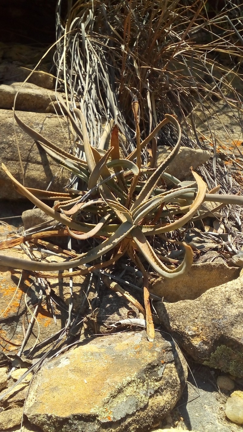 Aloe isaloensis photo 7