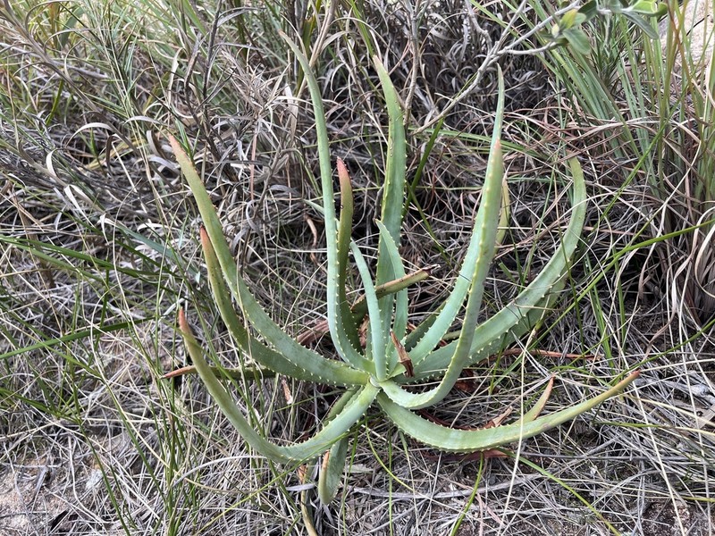 Aloe isaloensis photo 8