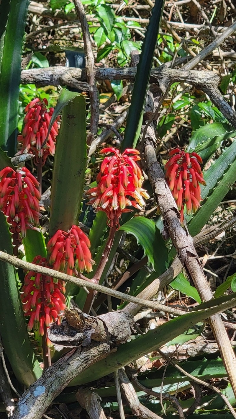 Aloe ivakoanyensis