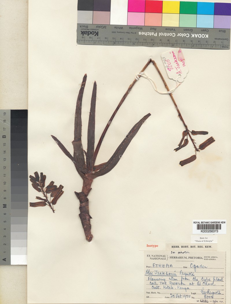 Aloe jacksonii