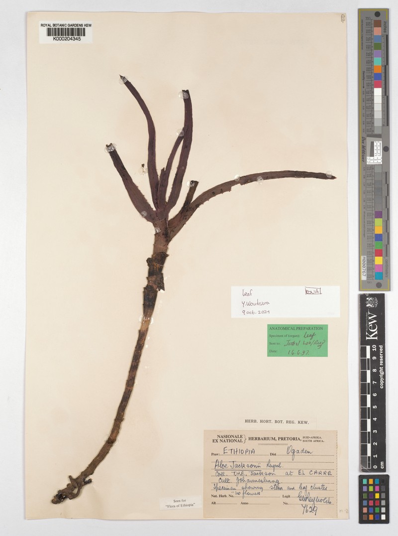 Aloe jacksonii photo 2