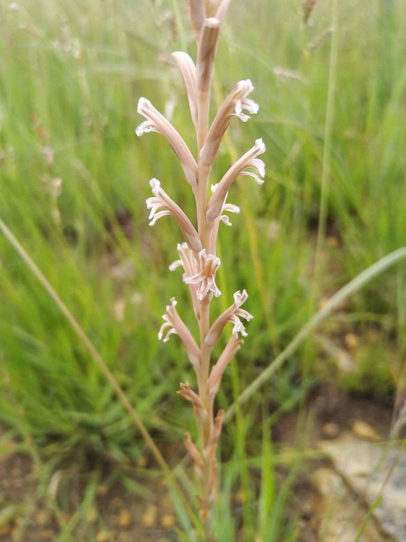 Aloe jeppeae