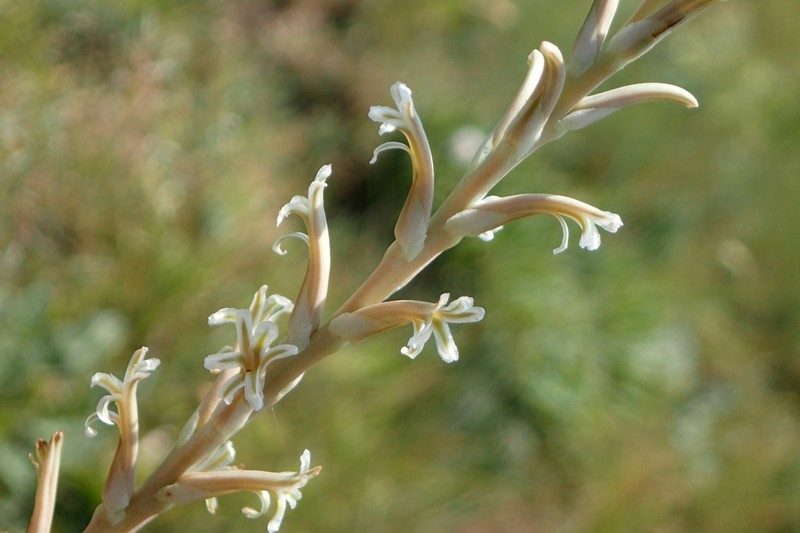 Aloe jeppeae photo 2