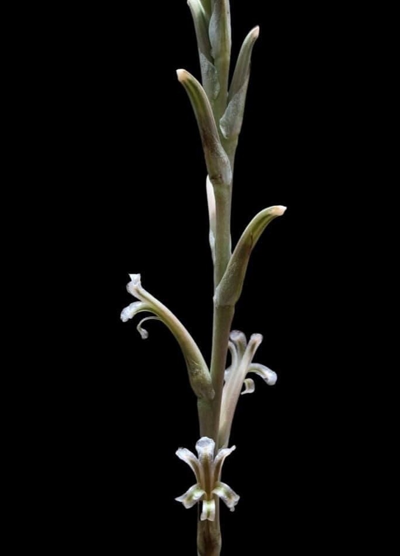 Aloe jeppeae photo 5