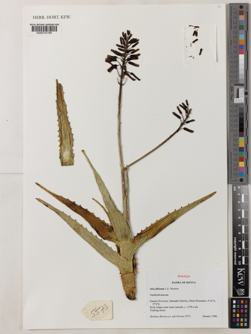 Aloe jibisana