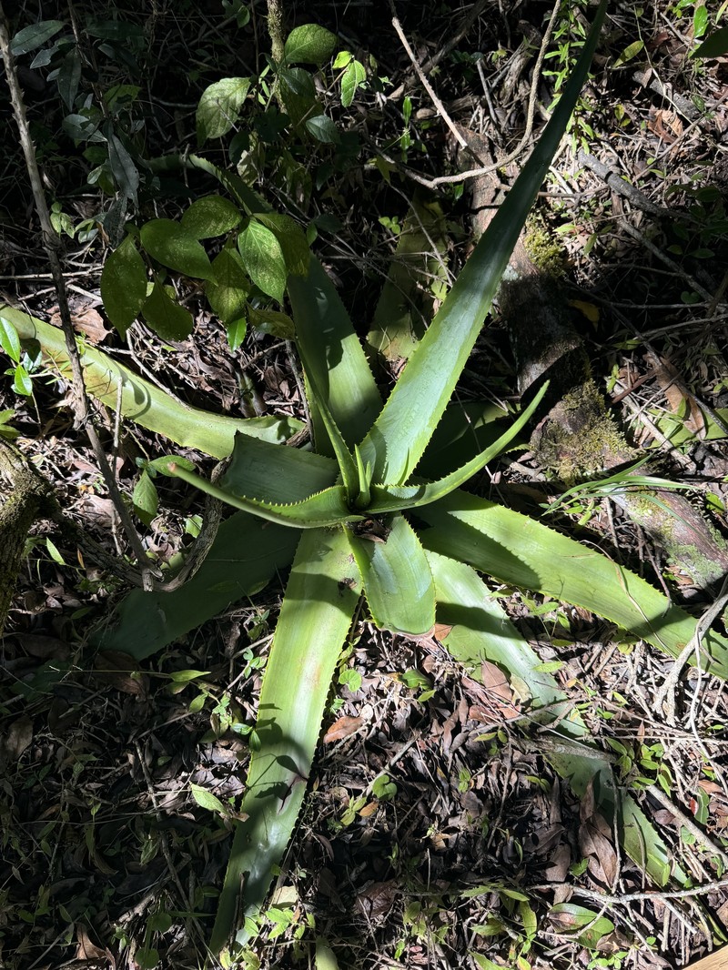 Aloe johannis-philippei photo 2