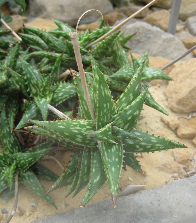 Aloe jucunda