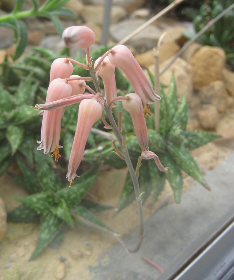 Aloe jucunda photo 2