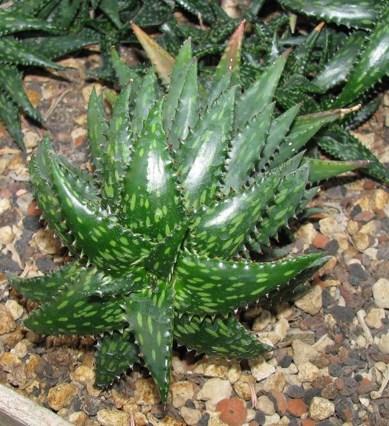 Aloe jucunda photo 3