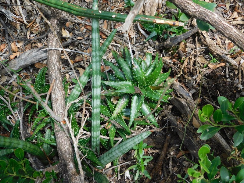Aloe jucunda photo 4