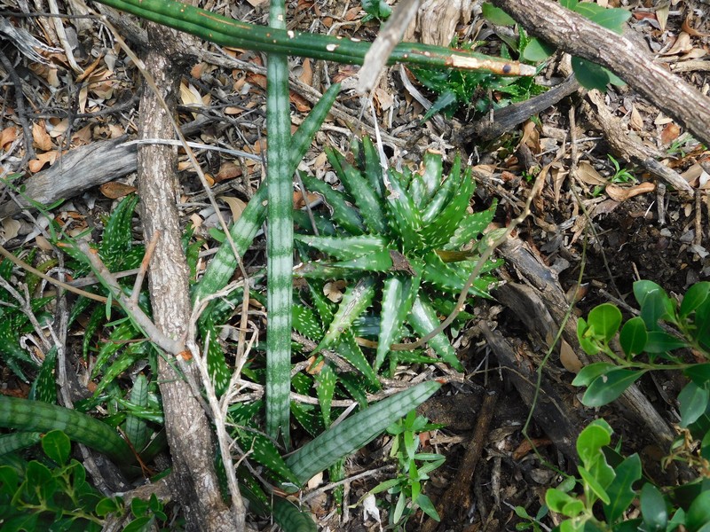Aloe jucunda photo 5