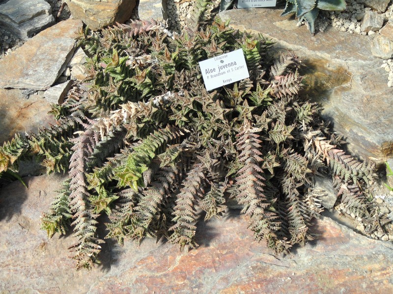 Aloe juvenna photo 2
