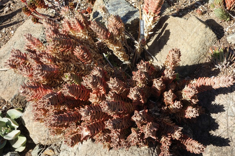 Aloe juvenna photo 3