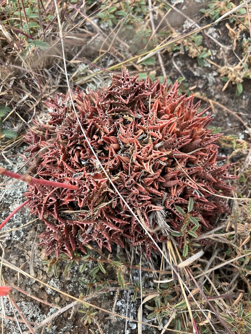 Aloe juvenna photo 5