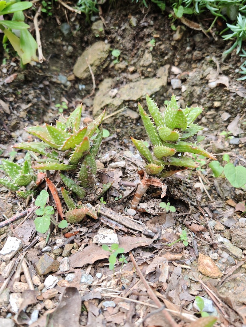 Aloe juvenna photo 7
