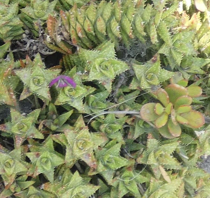 Aloe juvenna photo 8