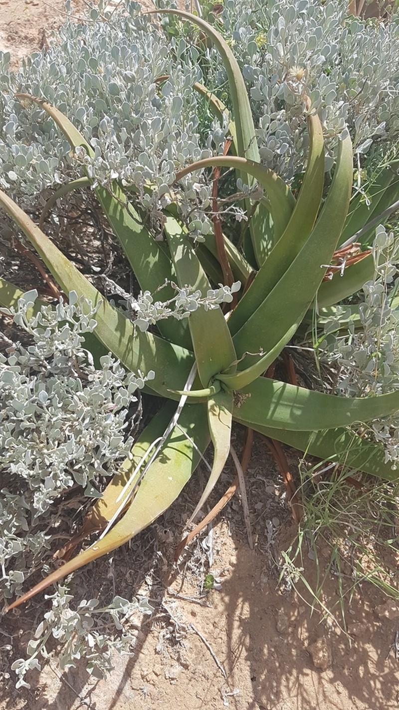 Aloe kahinii