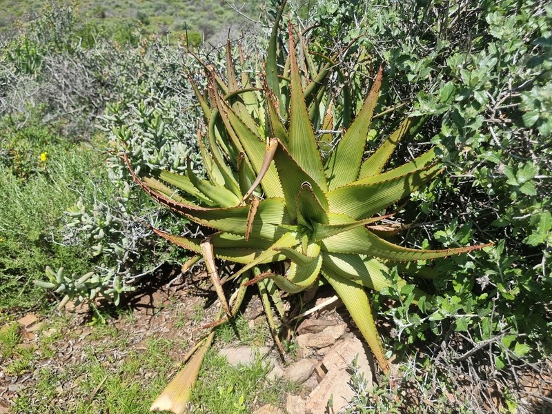 Aloe kamnelii photo 2
