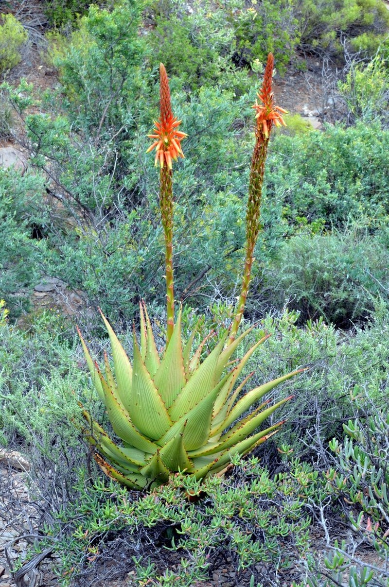 Aloe kamnelii photo 3