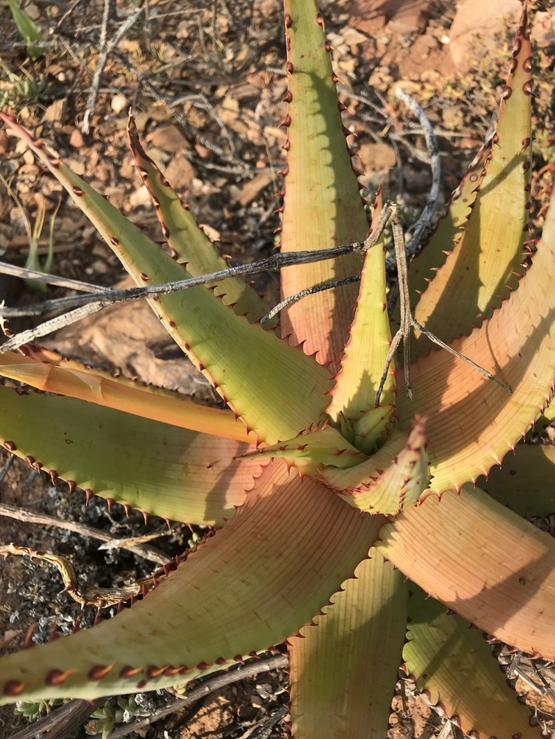 Aloe kamnelii photo 4