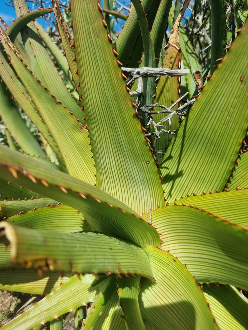Aloe kamnelii photo 5