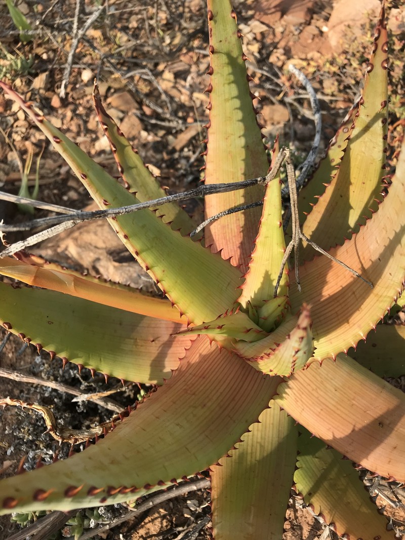 Aloe kamnelii photo 6