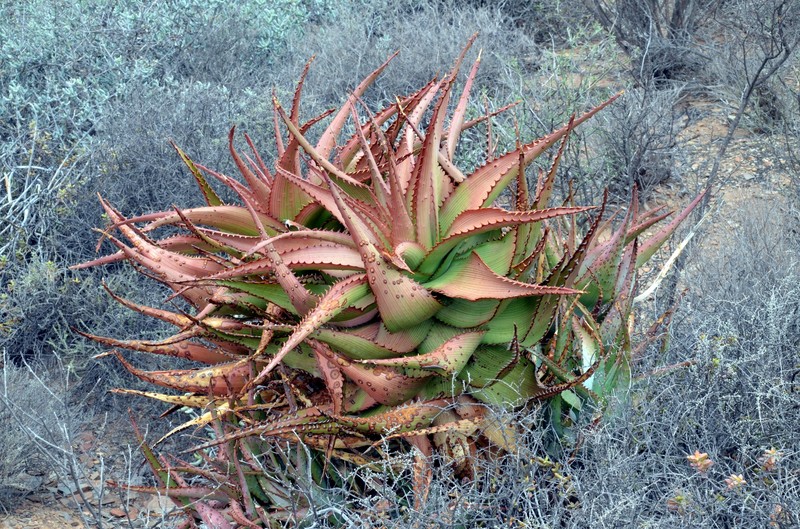 Aloe kamnelii photo 7