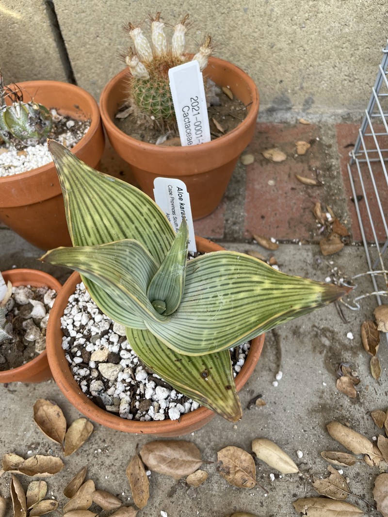 Aloe karasbergensis photo 2