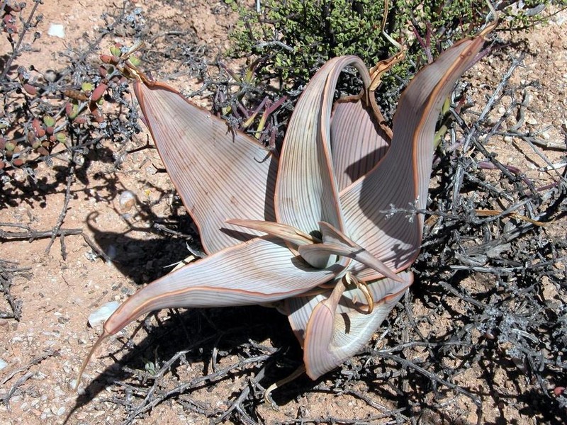 Aloe karasbergensis photo 3