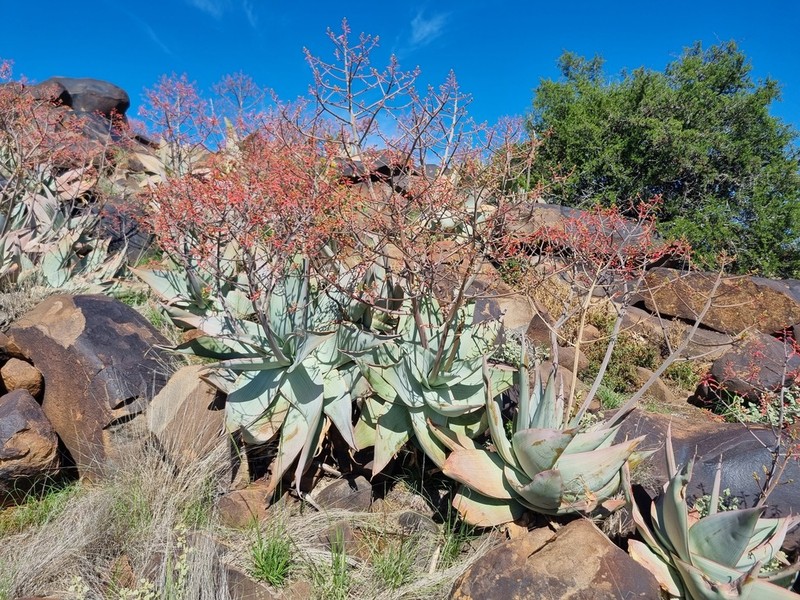 Aloe karasbergensis photo 5