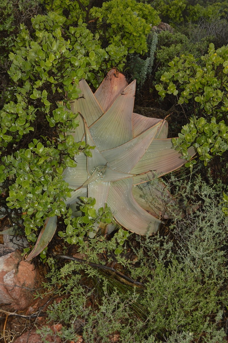 Aloe karasbergensis photo 6