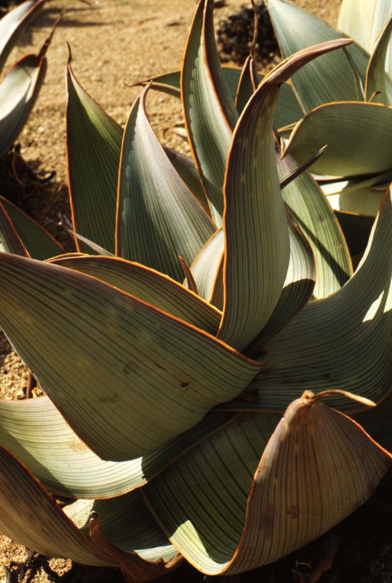 Aloe karasbergensis photo 7