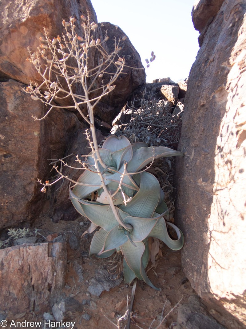Aloe karasbergensis photo 8